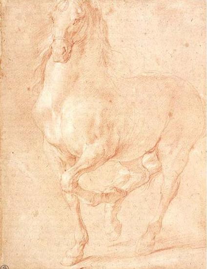 PUGET, Pierre Study of a Horse